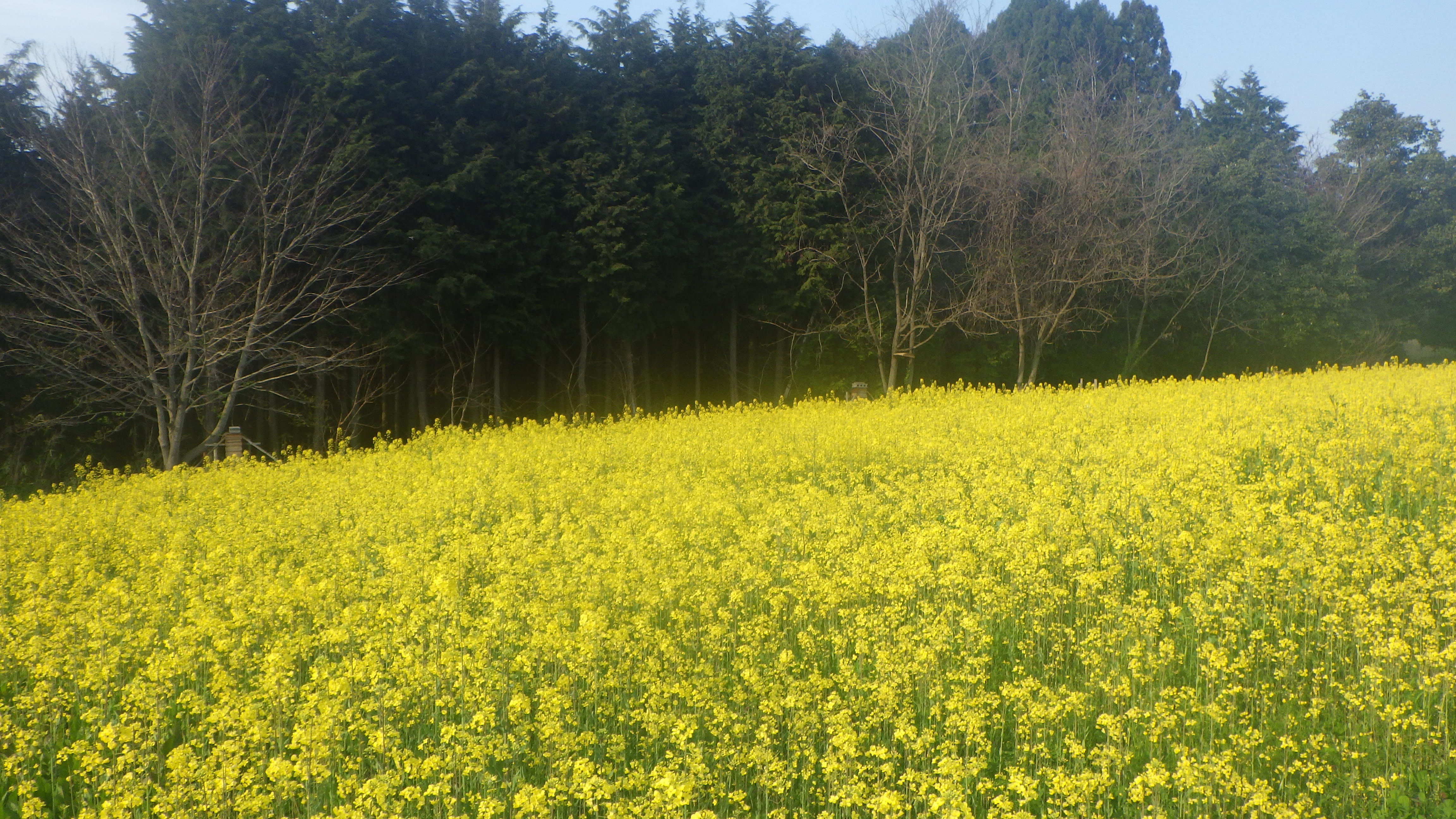蜜源菜の花